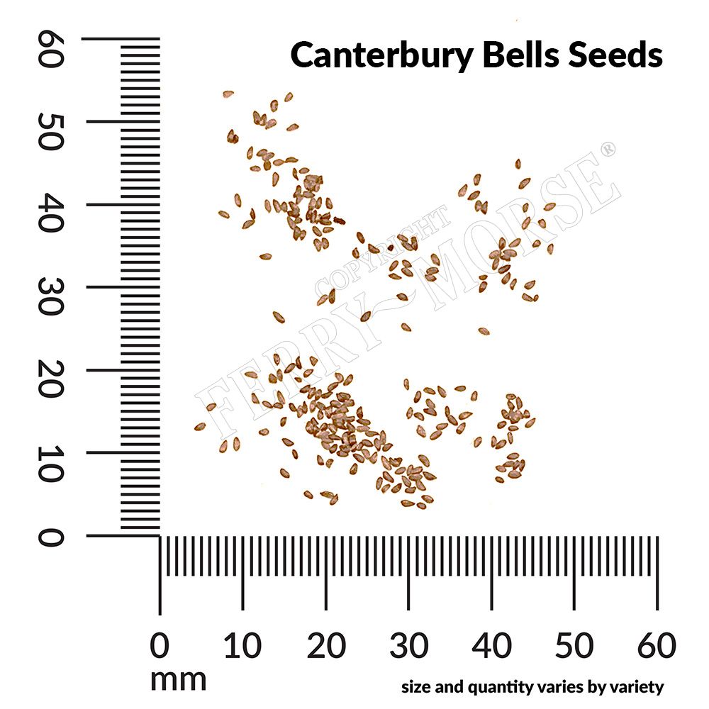 Canterbury Bells Seeds with a ruler for size reference on a white background